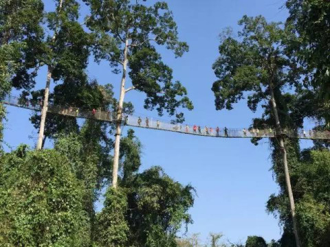 第十八怪:在树冠间漫步天空