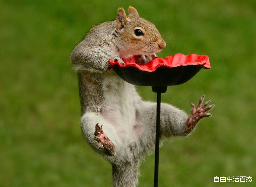 动物搞笑: 主人, 你要脱裤子, 你得看下有没有人呀!_zzd_学生时代