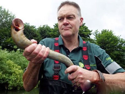 >> 文章内容 >> 被河边这鱼咬上竟会掉肉失血 七鳃鳗是极少数现存的