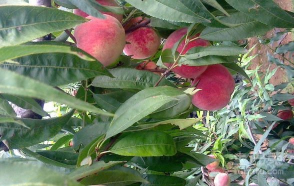 紫血桃的营养价值盘点