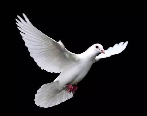 台风"天鸽"影响深圳72小时, 我们到底经历了什么