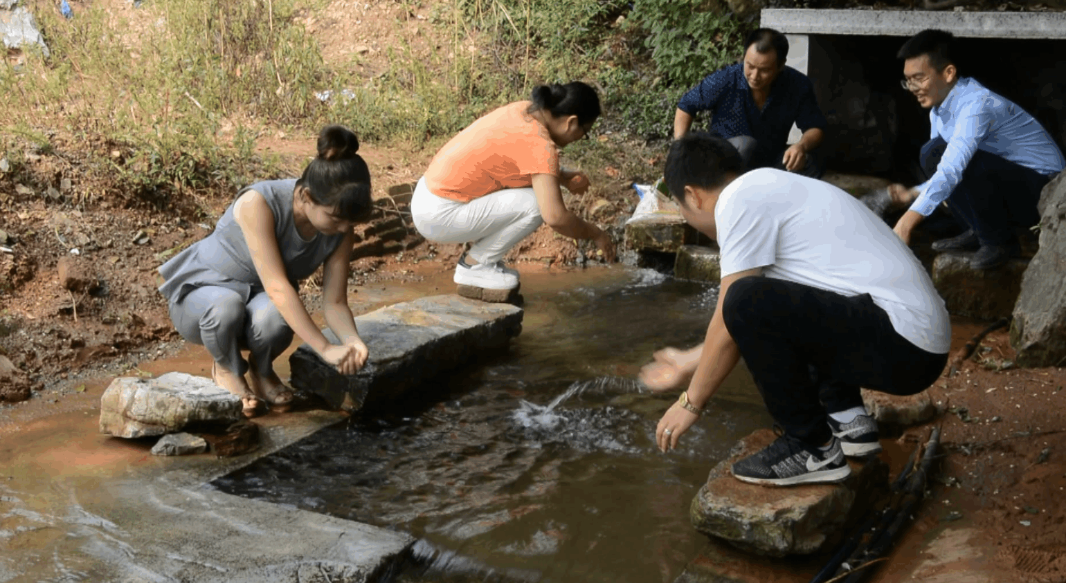 水稻“喝”泉水, 绿色稻米成了抢手货