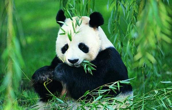 大熊猫为什么是国宝 看来下面的介绍你就知道