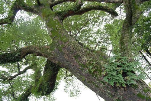 这年,一伙逃兵流窜到山中,成了啸聚山林的山匪,打家劫舍,无恶不作.为