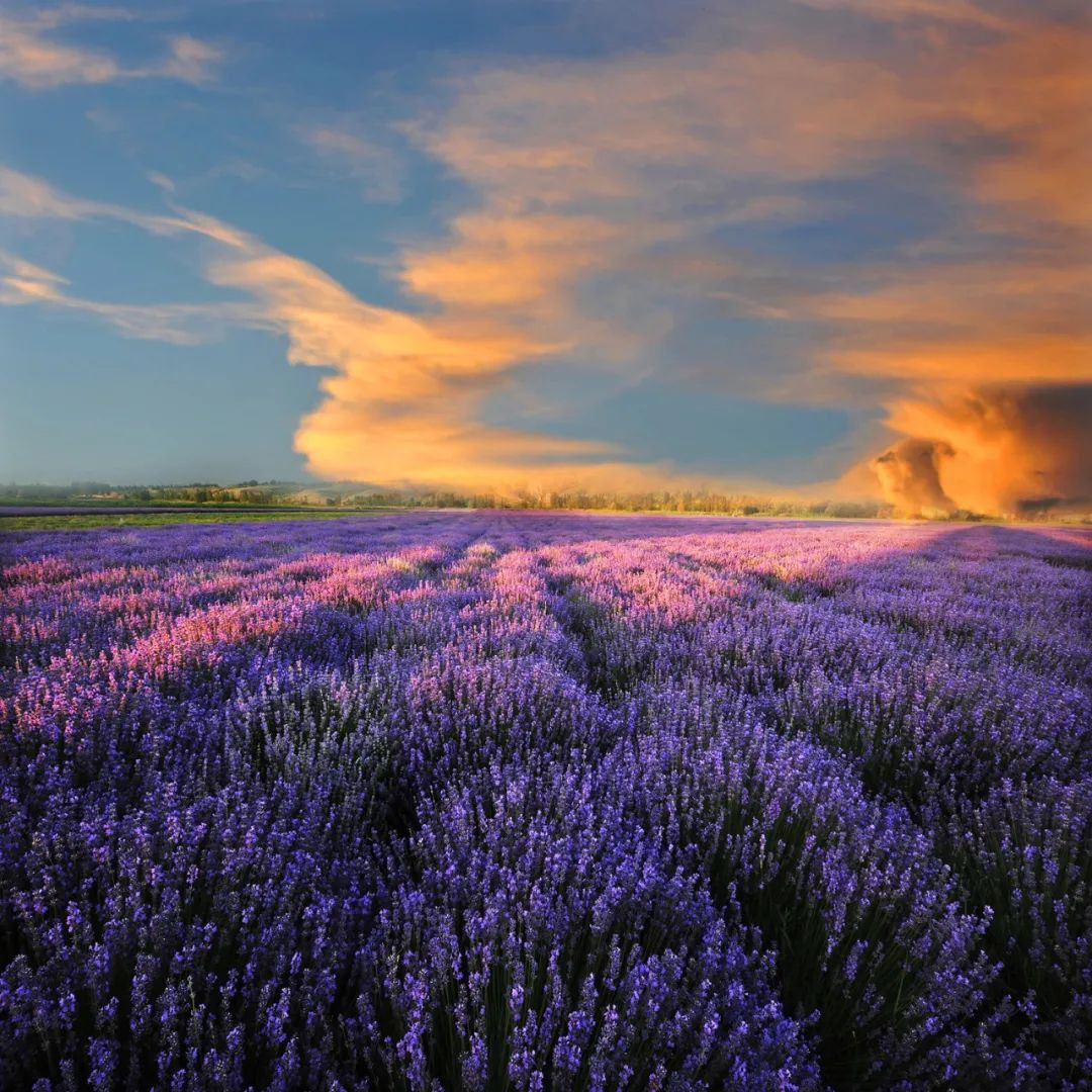 6月的伊犁 醉倒在薰衣草的花海 信息峰