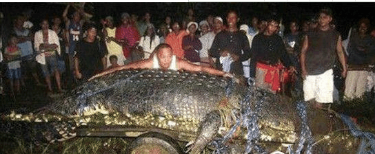 盘点动物世界十大巨型生物 非洲巨蛙世界第一