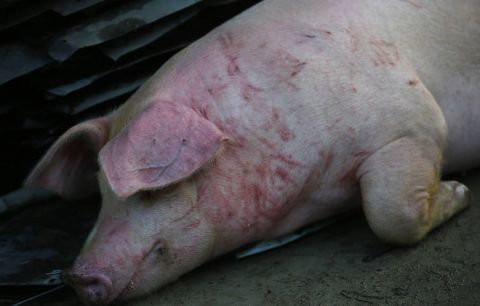 一头猪在洪水中受了伤全身发紫,养猪户单合敏称这样受内伤的猪活不了