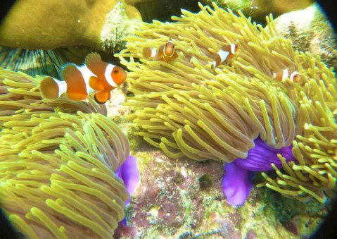 这里成了深潜和浮潜爱好者的天堂,岛东面的珊瑚群很富饶,有鹿角珊瑚