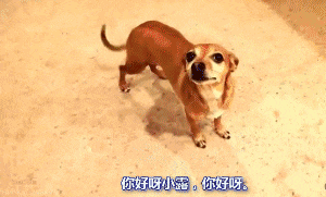 据说养宠物的朋友都经历过这些事儿!