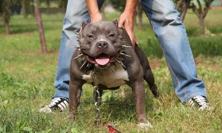 物业称无执法权！禁养比特犬撕咬环卫工数分钟，这锅谁背