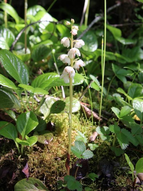 种野草叫破血丹补肾强骨消炎效果是阿司匹林的10倍
