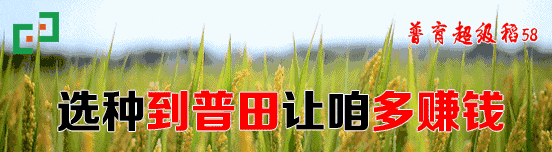 关于黑龙江省秋收水稻工作的注意事项!