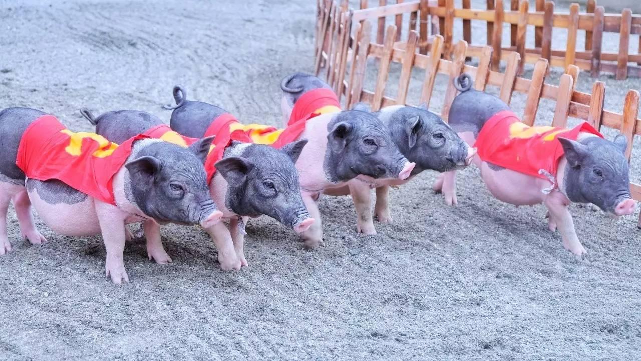 成都 | 为了给你们写这篇水上攻略, 我花了整整12个小时!