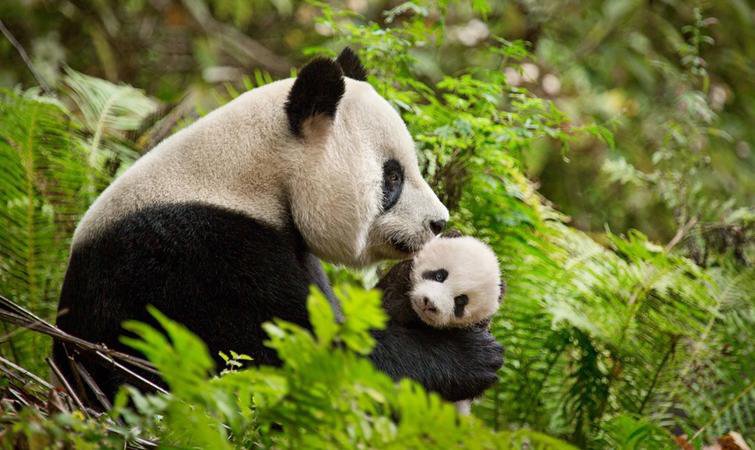 陸川拍的中國野生動物紀錄片要上了, 你會去看嗎?