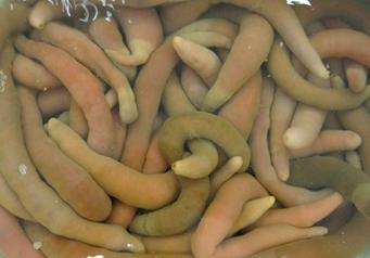 这东西长相丑陋, 营养价值比海参还高, 但是很多人都没见过吃过