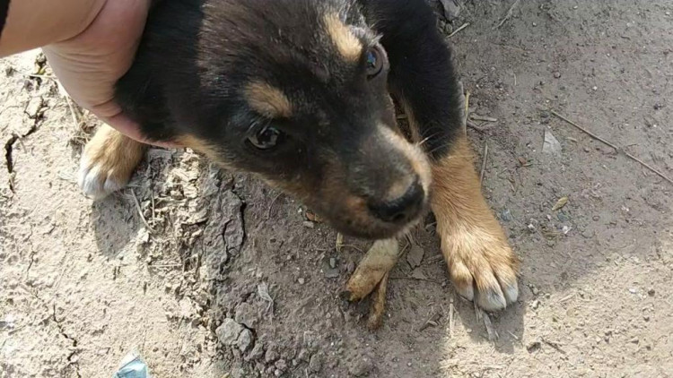 農村中華田園犬狗狗野外亂吃東西,不打它記不住啊