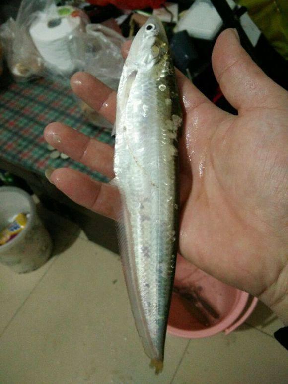 千岛湖出现刀鱼, 钓友说这是几千一斤的江刀