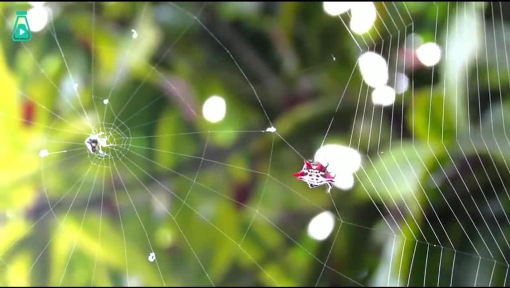 584 小蜘蛛织大网