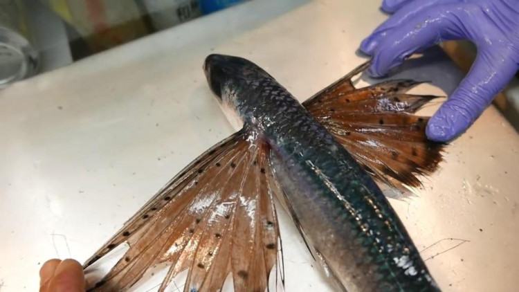 难得一见的飞鱼,这才是这种鱼的正确吃法!