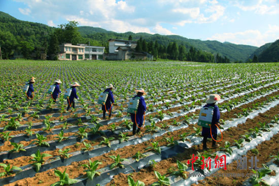 利川开展专业植保服务 惠及烟农千余户