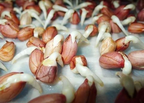2,花生:发了芽没发霉可食用