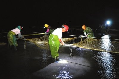 養殖面積達兩萬畝,成為打造紫菜新的產業鏈,帶動漁民就業,壯大海洋