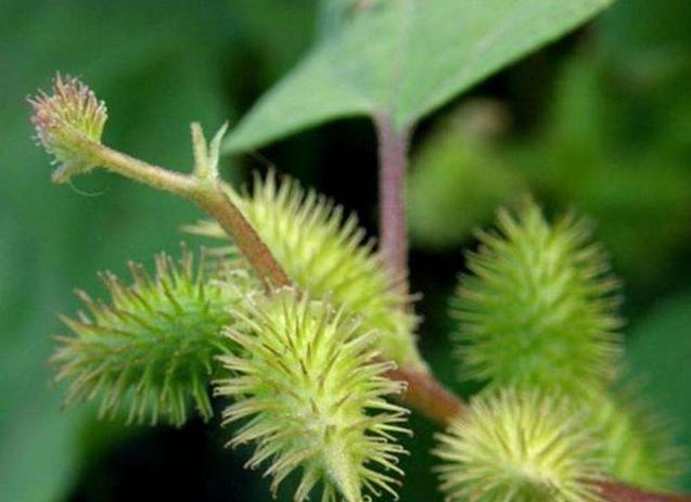 助孕中心!治过敏性鼻炎的偏方"热泪盈眶"-第1张图片-若克网