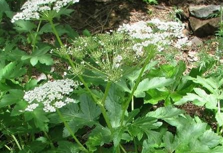 13药性解中药之羌活