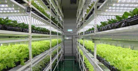 最全盘点: 全球led龙头在植物照明领域布局概况