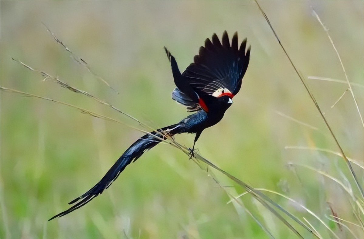 憑一根長尾巴 雄寡婦鳥就能找到10多隻雌鳥 而且這些雌鳥都心甘情願養它 信息峰