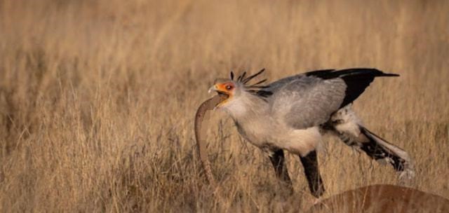 蛇鹫一直被誉为是非洲毒蛇的天敌, 它究竟有多厉害?_zzd_学生时代