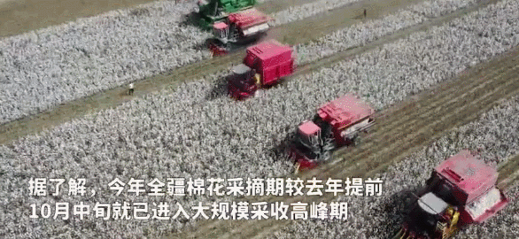 中國棉花行業正啟動“未來棉花”計劃, 設立“自己的標準”-圖1