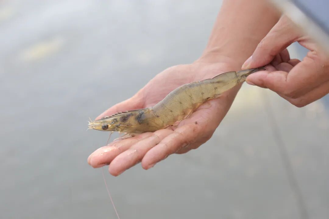 1月30-31日，广东阳江邀您共赴虾业盛会！