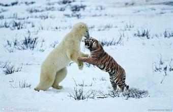 北极熊vs东北虎图片