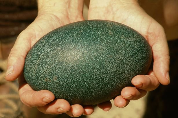 英国现巨型鸸鹋蛋 个头相当于12个普通鸡蛋(图)