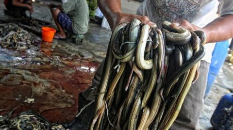 图为晒干的蛇皮.