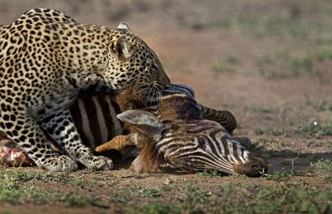 猎豹捕获到斑马被旁边鬣狗看见了, 于是一场食物的争夺战开始了