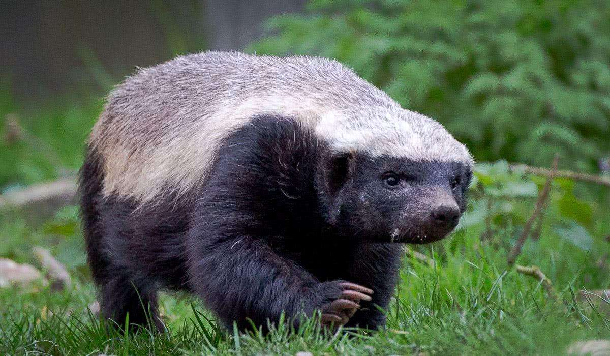 非洲草原乱不乱, 平头哥说了算, 把自己"跩"成网红的蜜獾_zzd_学生