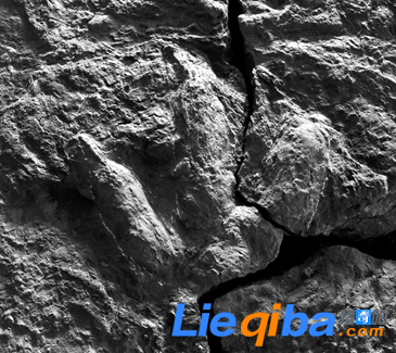 浙江义乌发现80多处脚印化石 疑似为恐龙留下