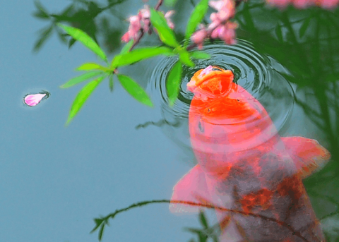 龍湖·紫宸蓮魚溪,以山石為主景,輔以疊石理水相稱,凝聚了中國傳統