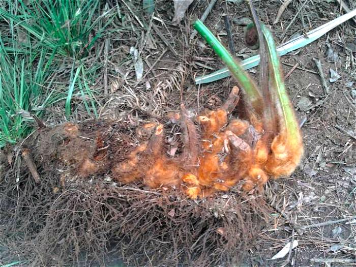 大树底下的"猴毛头"现为国家保护植物