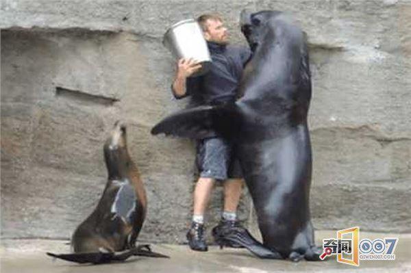 海狮壁咚饲养员, 游客表示我不吃这狗粮