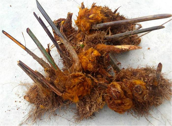 大树底下的"猴毛头"现为国家保护植物