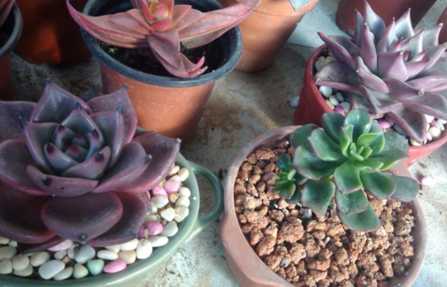 沙雕 养的多肉总是 奇奇怪怪 路人 怕不是 成精 了 资讯风