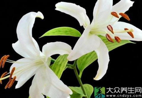 4,用于治疗阴虚胃痛,方用百合乌药汤合一贯煎.