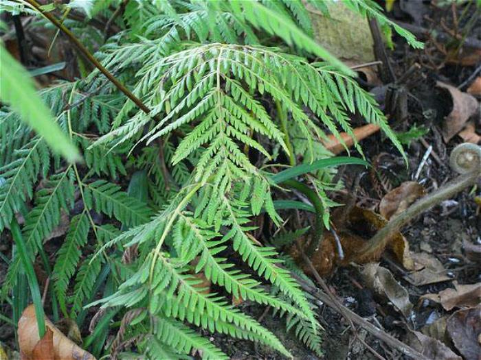 大树底下的"猴毛头"现为国家保护植物