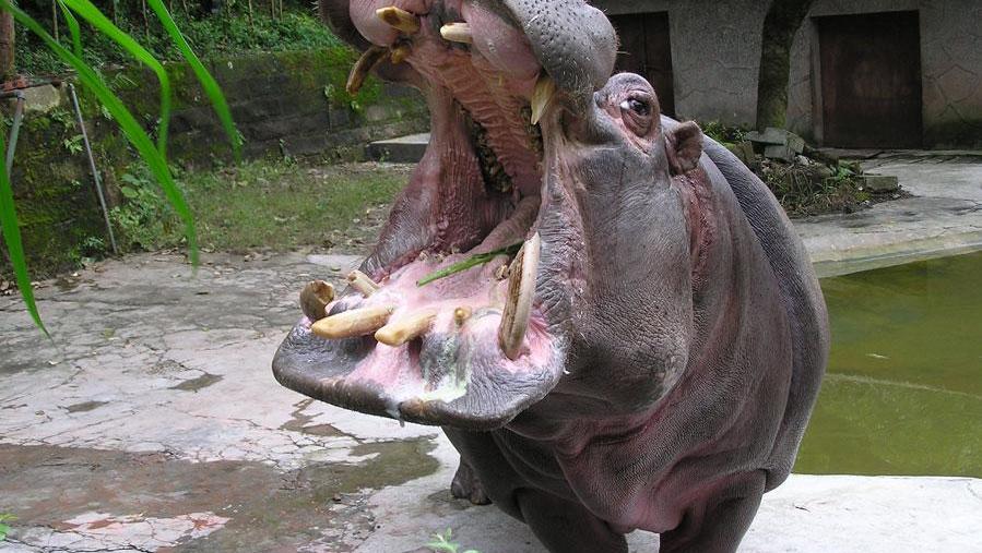 打开 紫光录制·白鹭《抬花轿》花轿起三声炮惊天动地 打开 河马放屁