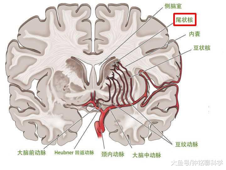 "左尾状核"区域被更频繁的点亮,而这个区域和音乐家,运动员等专业