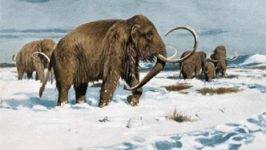 大象等动物动作