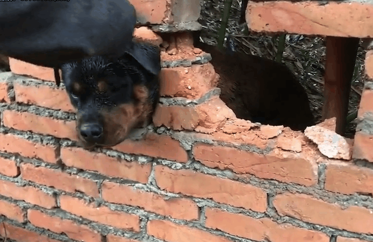 猛犬罗威纳钻进墙洞出不来, 逼得主人凿墙救它, 让人生气又想笑!